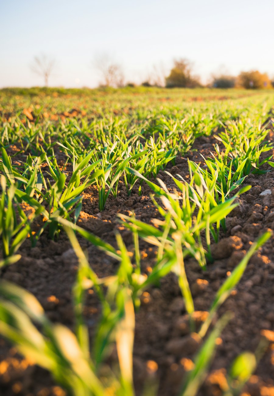 Rows of young crops in a field
