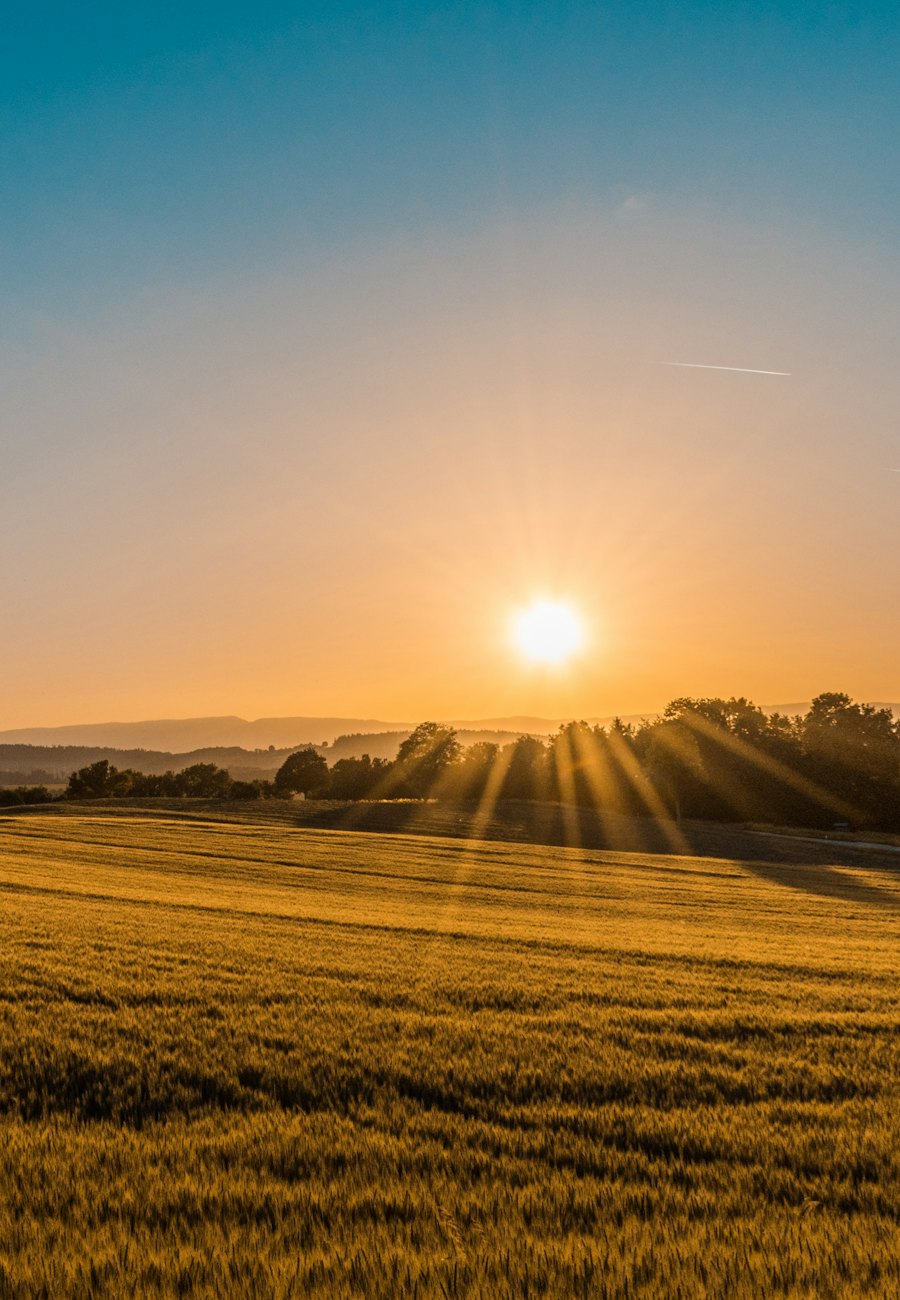 Golden field at sunset