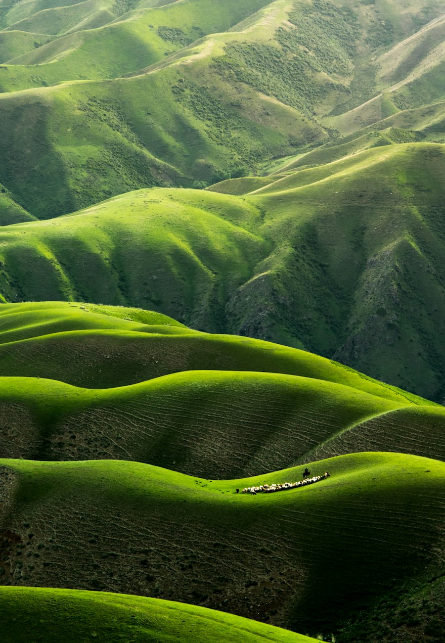 Rolling green hills under soft light