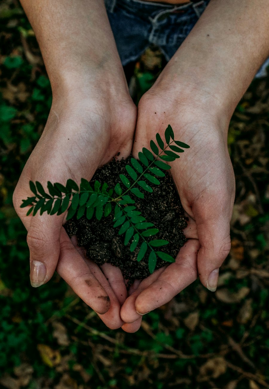 Hands holding soil with a green seedling