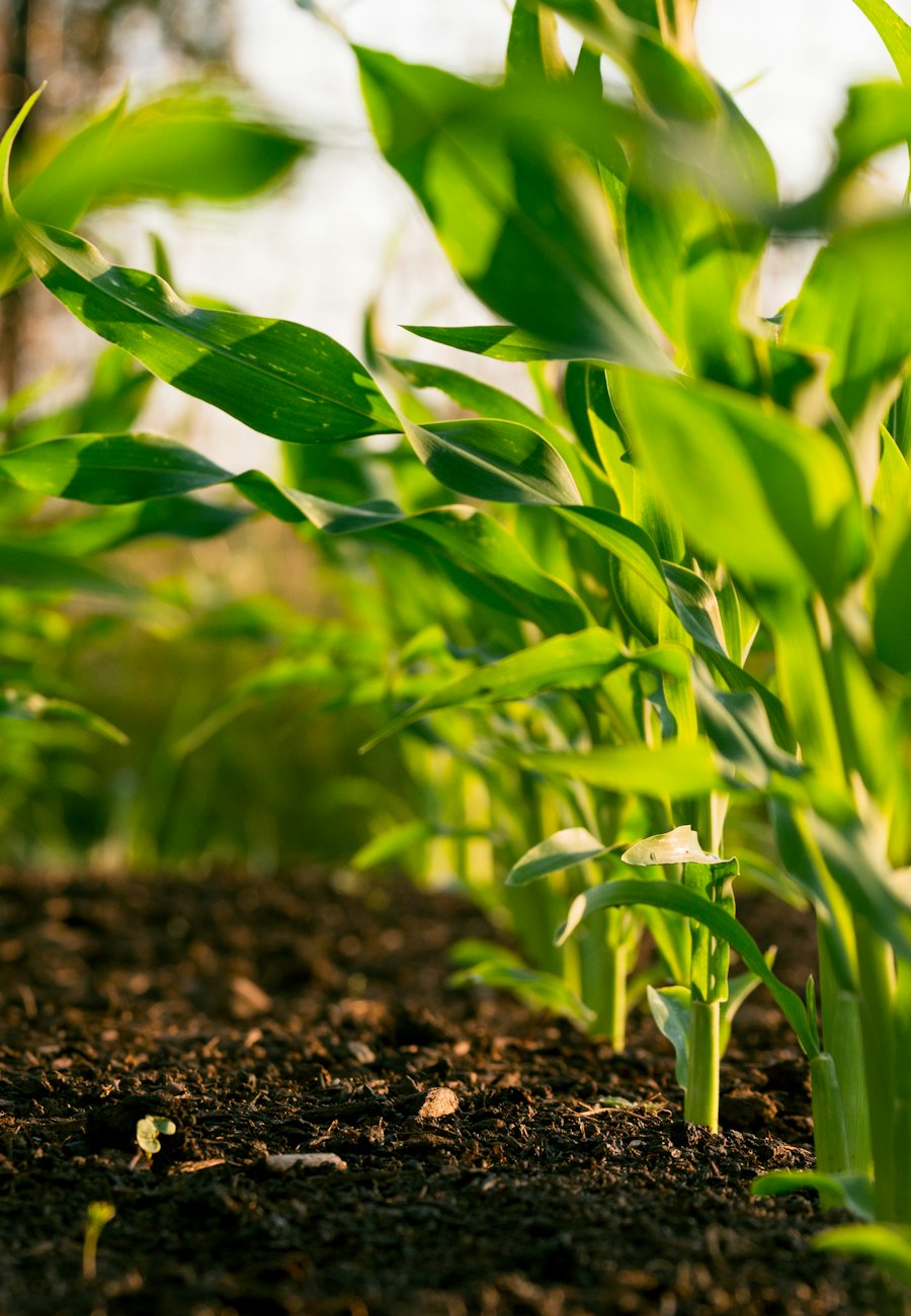 Young green crop shoots