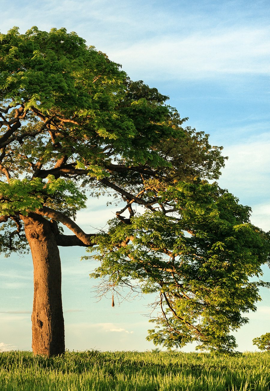 A single large tree in a green meadow