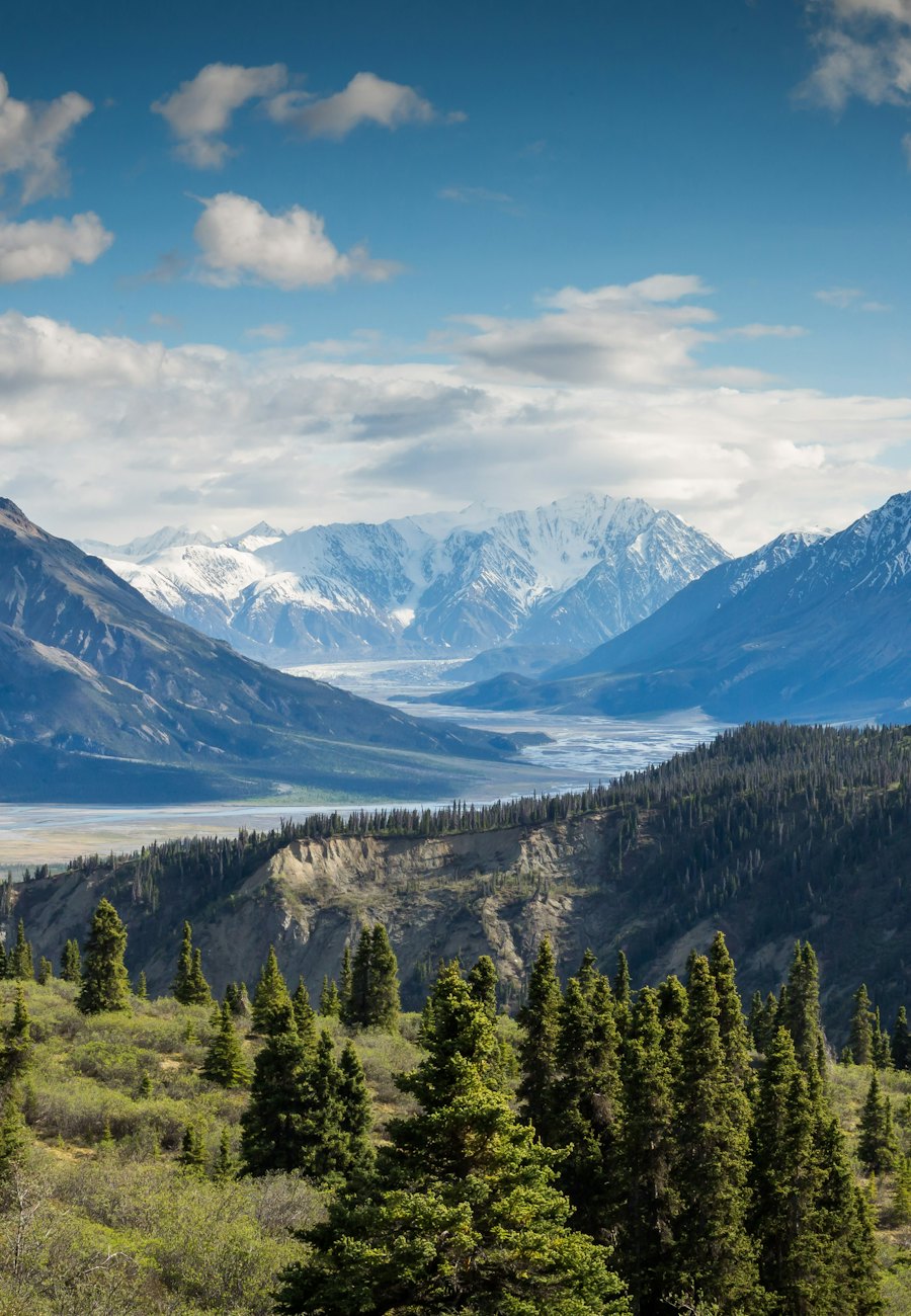 Mountain valley with pine forest